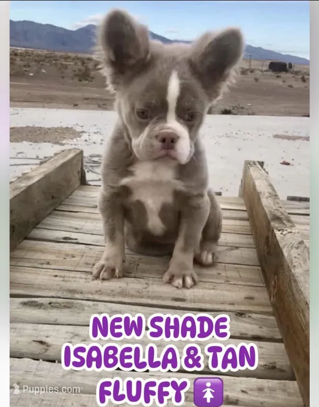 Bella – French Bulldog puppy for sale in Las Vegas, NV