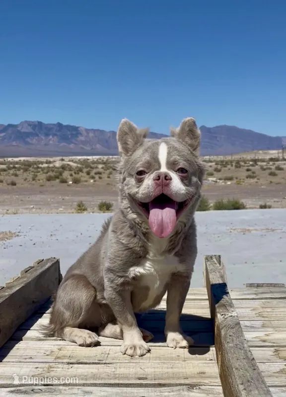 Bella – French Bulldog puppy for sale in Las Vegas, NV