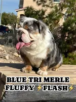 BLUE TRI MERLE FLUFFY FLASH, a male English Bulldog for sale in Las Vegas, NV – 1 of 2