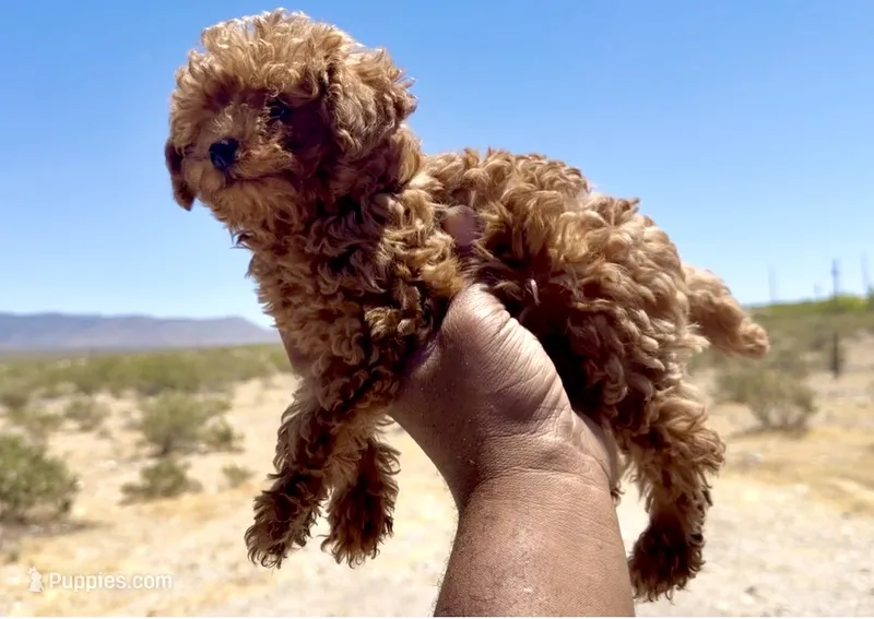 Bozo  – Poodle - Toy  puppy for sale in Las Vegas, NV