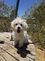 Snow White , a female Maltese for sale in Las Vegas, NV – 1 of 1