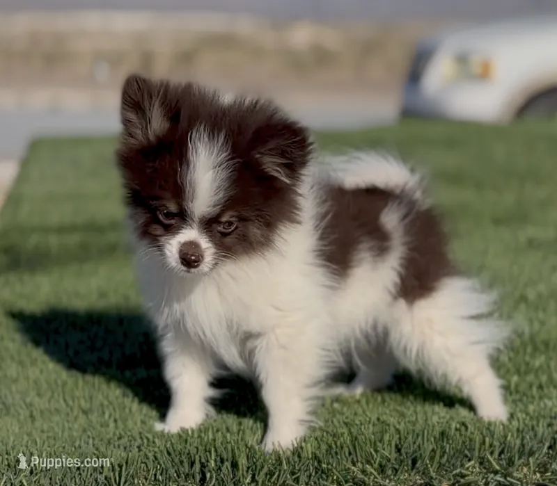 Pie Pom  – Pomeranian puppy for sale in Las Vegas, NV
