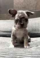 Freckles, a male French Bulldog for sale in Las Vegas, NV – 2 of 3