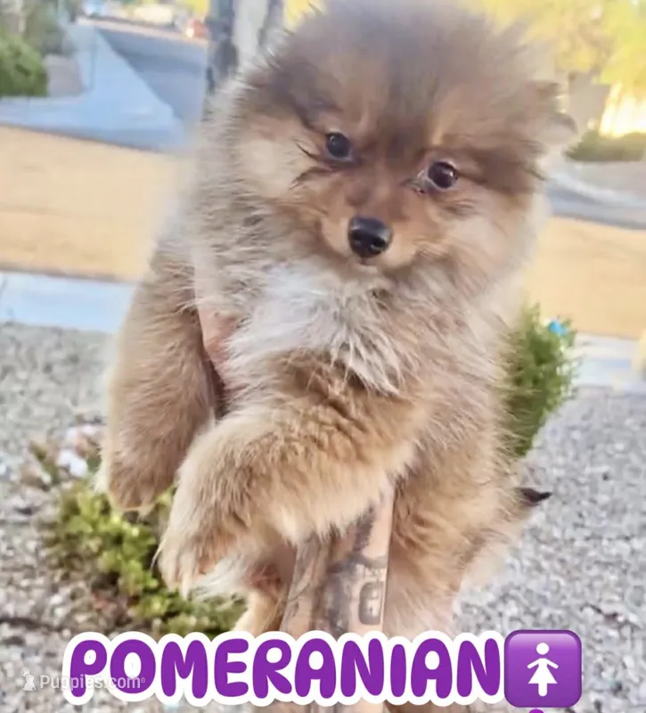 Nutmeg  – Pomeranian puppy for sale in Las Vegas, NV