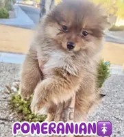 Nutmeg , a female Pomeranian for sale in Las Vegas, NV – 1 of 1