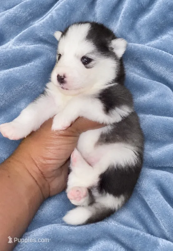 Wolfy  – Siberian Husky, Pomsky puppy for sale in Las Vegas, NV