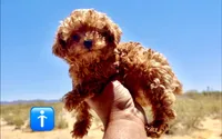 Bozo , a male Poodle - Toy  for sale in Las Vegas, NV – 2 of 3