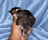 Wildy , a male Pomeranian and Pomsky for sale in Las Vegas, NV – 2 of 3