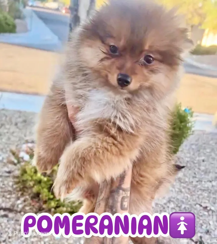 Sable  – Pomeranian puppy for sale in Las Vegas, NV