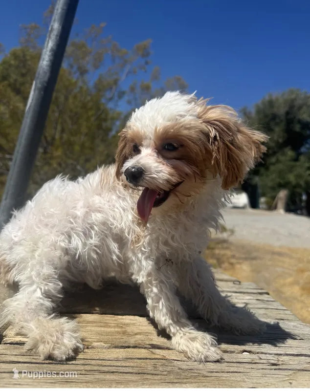 Clowning  – Maltipoo puppy for sale in Las Vegas, NV