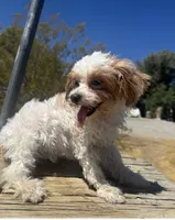 Clowning , a male Maltipoo for sale in Las Vegas, NV – 1 of 2
