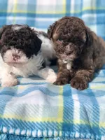 Snicker, a male Poodle - Miniature  for sale in Las Vegas, NV – Photo 3 of 5