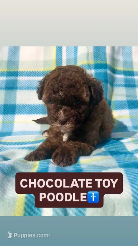 Snicker, a male Poodle - Miniature  for sale in Las Vegas, NV – Photo 1 of 5