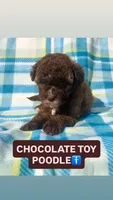 Snicker, a male Poodle - Miniature  for sale in Las Vegas, NV – Photo 1 of 5