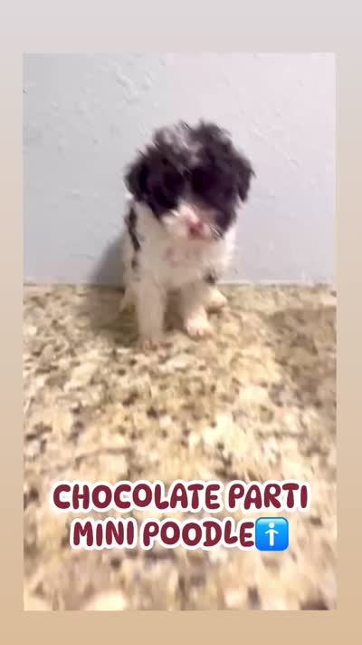 Sparky, a male Poodle - Miniature  for sale in Las Vegas, NV – 8 of 8