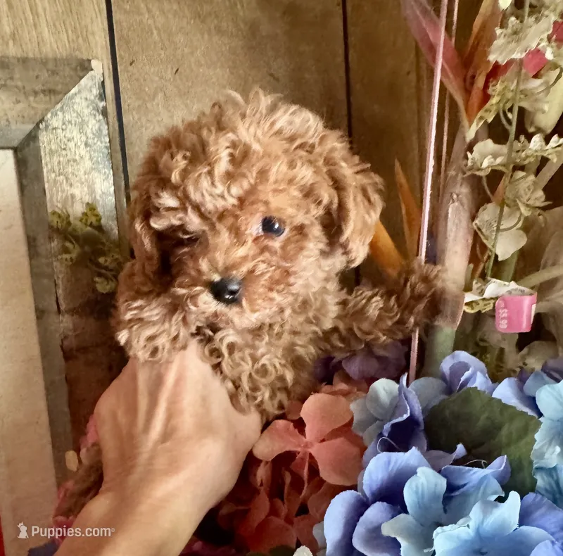 Poof – Maltipoo puppy for sale in Las Vegas, NV