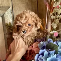 Poof, a male Maltipoo for sale in Las Vegas, NV – 1 of 1