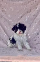 Sparky, a male Poodle - Miniature  for sale in Las Vegas, NV – 3 of 8