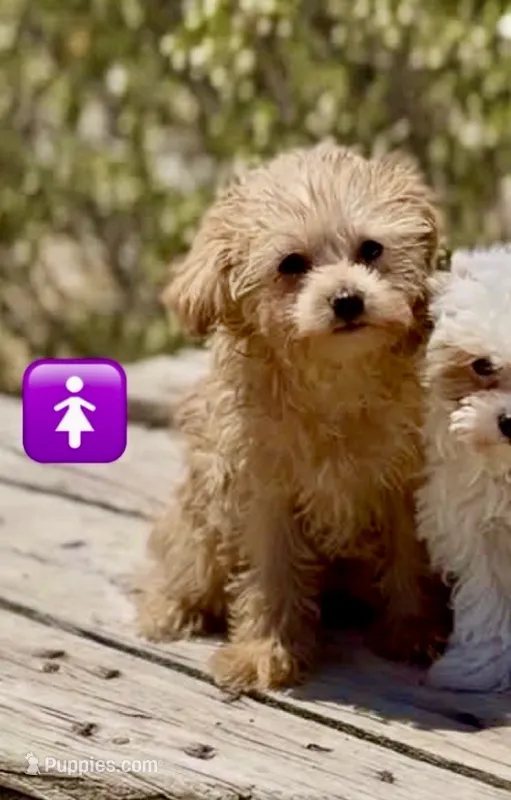 Cuddles – Maltipoo puppy for sale in Las Vegas, NV