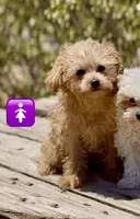 Cuddles, a female Maltipoo for sale in Las Vegas, NV – 1 of 1