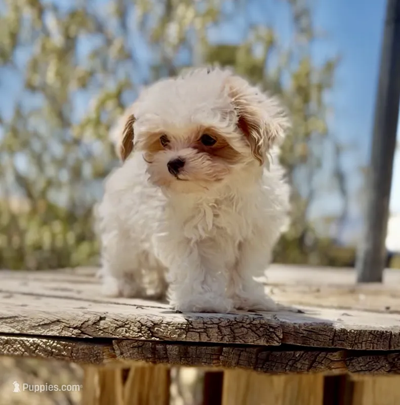 Clowning , a male Maltipoo for sale in Las Vegas, NV – 1 of 1