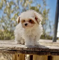 Clowning , a male Maltipoo for sale in Las Vegas, NV – 1 of 1