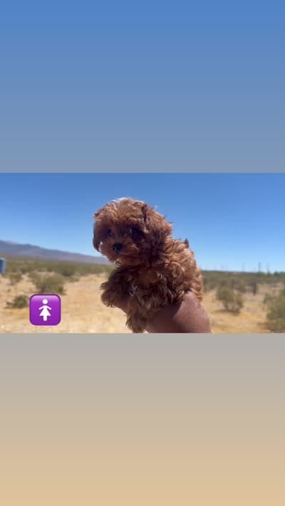 Cherry , a female Poodle - Toy  for sale in Las Vegas, NV – 2 of 2
