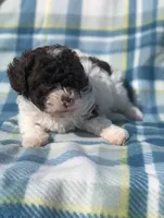 Cookies and cream , a male Poodle - Miniature  for sale in Las Vegas, NV – Photo 4 of 8