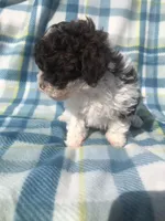 Cookies and cream , a male Poodle - Miniature  for sale in Las Vegas, NV – Photo 6 of 8
