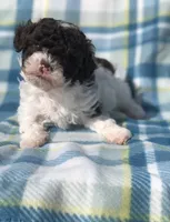Cookies and cream , a male Poodle - Miniature  for sale in Las Vegas, NV – Photo 2 of 8