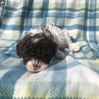 Cookies and cream , a male Poodle - Miniature  for sale in Las Vegas, NV – Photo 5 of 8