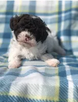 Cookies and cream , a male Poodle - Miniature  for sale in Las Vegas, NV – Photo 3 of 8