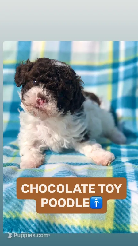 Cookies and cream , a male Poodle - Miniature  for sale in Las Vegas, NV – Photo 1 of 8