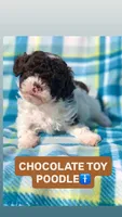 Cookies and cream , a male Poodle - Miniature  for sale in Las Vegas, NV – Photo 1 of 8