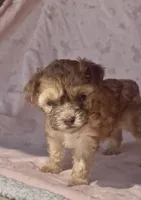 Coffee, a female Poodle - Miniature  for sale in Las Vegas, NV – 4 of 8