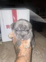 Blue nose , a male French Bulldog for sale in Las Vegas, NV – 2 of 2