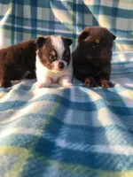 Pie Pom , a male Pomeranian for sale in Las Vegas, NV – Photo 2 of 2