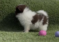 Pie Pom , a male Pomeranian for sale in Las Vegas, NV – 3 of 6