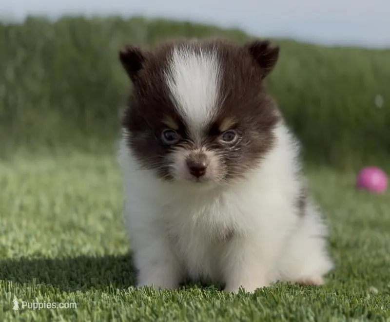 Pie Pom  – Pomeranian puppy for sale in Las Vegas, NV