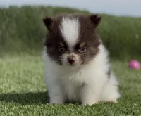 Pie Pom , a male Pomeranian for sale in Las Vegas, NV – 1 of 6