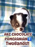 Pie Pom , a male Pomeranian for sale in Las Vegas, NV – Photo 1 of 2