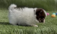 Pie Pom , a male Pomeranian for sale in Las Vegas, NV – 2 of 6