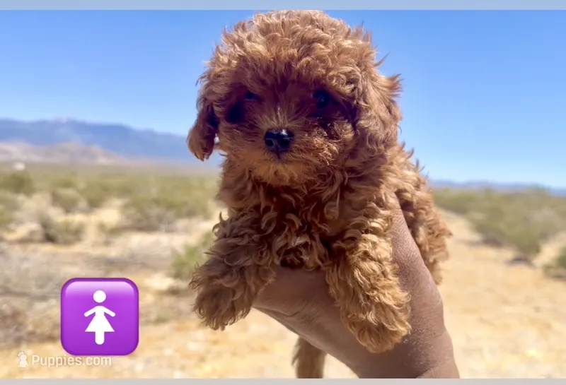 Sally – Poodle - Toy  puppy for sale in Las Vegas, NV