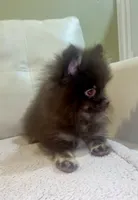 Tiny Choco , a male Pomeranian for sale in Las Vegas, NV – 2 of 2