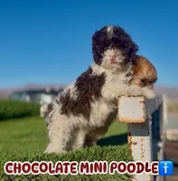 Sparky, a male Poodle - Miniature  for sale in Las Vegas, NV – 1 of 8