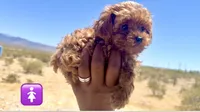 Cherry , a female Poodle - Toy  for sale in Las Vegas, NV – 1 of 2