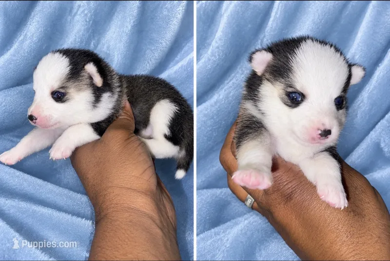 Wildy  – Pomeranian, Pomsky puppy for sale in Las Vegas, NV