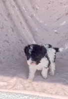 Sparky, a male Poodle - Miniature  for sale in Las Vegas, NV – 4 of 8