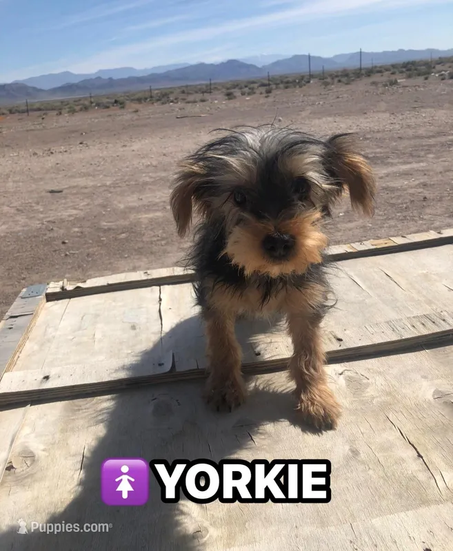 Lilly, a female Yorkshire Terrier for sale in Las Vegas, NV – Photo 1 of 1