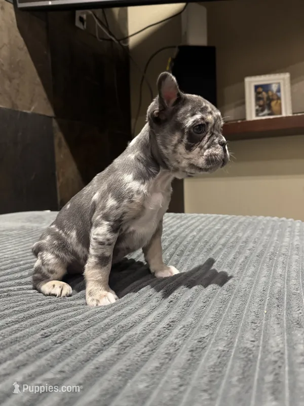 Freckles – French Bulldog puppy for sale in Las Vegas, NV